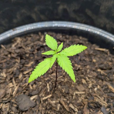 Hildegard  growlog timeline photo