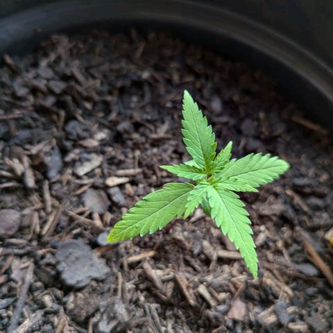 Hildegard  growlog timeline photo