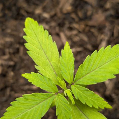 Hildegard  growlog timeline photo