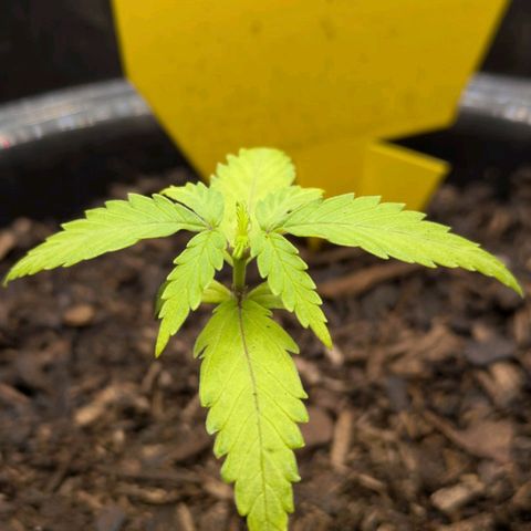Hildegard  growlog timeline photo