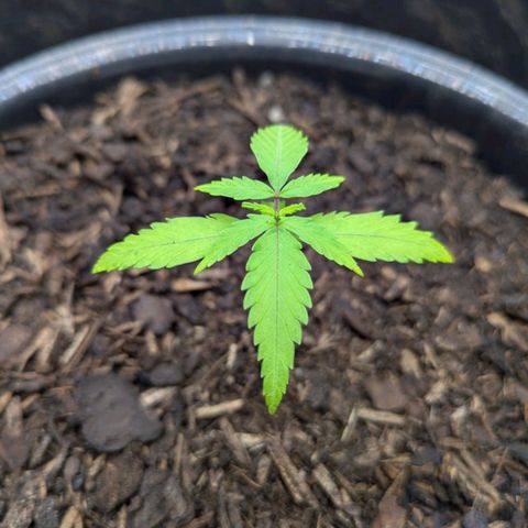 Hildegard  growlog timeline photo