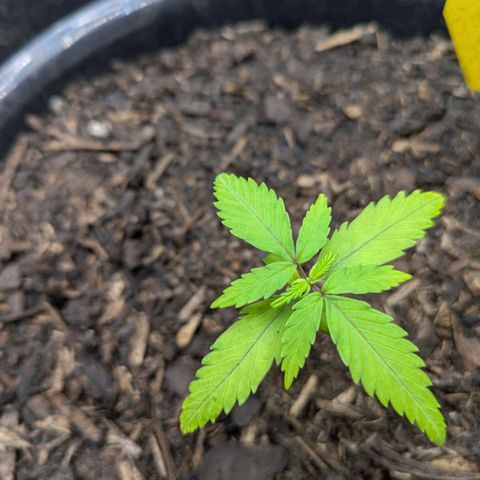 Hildegard  growlog timeline photo