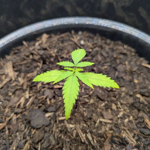 Hildegard  growlog timeline photo