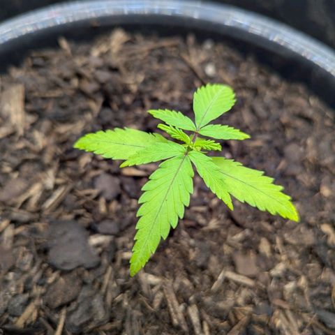 Hildegard  growlog timeline photo