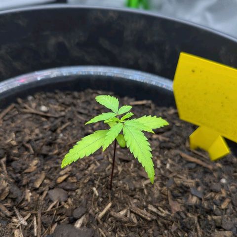 Hildegard  growlog timeline photo