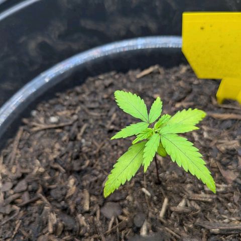 Hildegard  growlog timeline photo