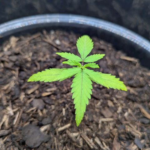 Hildegard  growlog timeline photo