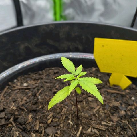 Hildegard  growlog timeline photo