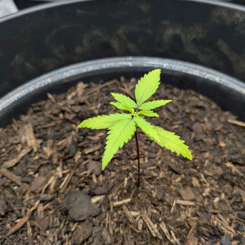 Hildegard  growlog timeline photo