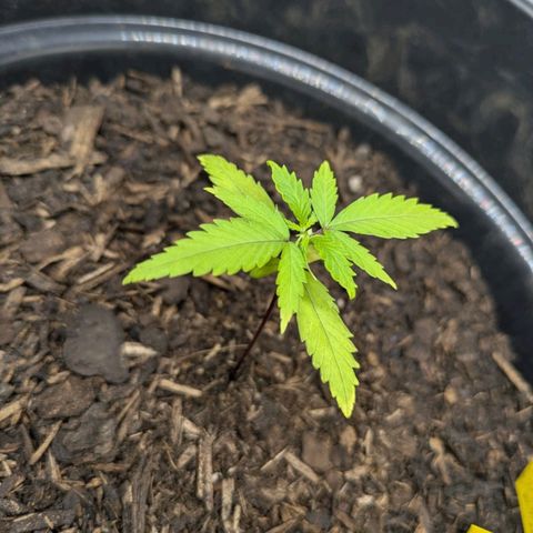 Hildegard  growlog timeline photo