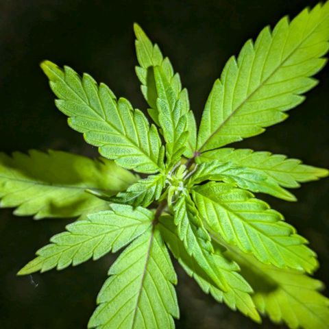 Hildegard  growlog timeline photo