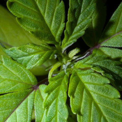 Hildegard  growlog timeline photo