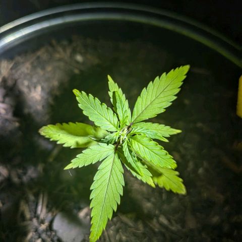 Hildegard  growlog timeline photo