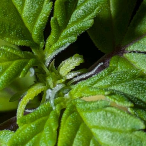 Hildegard  growlog timeline photo