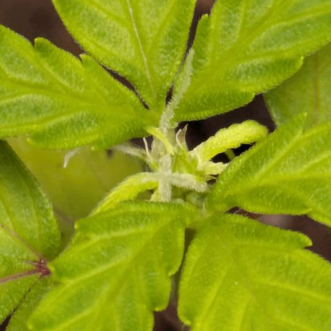 Hildegard  growlog timeline photo