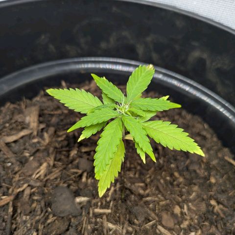 Hildegard  growlog timeline photo