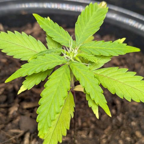 Hildegard  growlog timeline photo