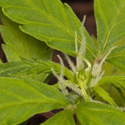 Hildegard  growlog timeline photo