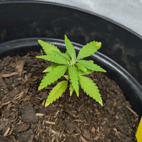 Hildegard  growlog timeline photo