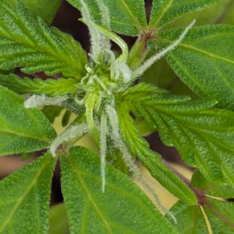 Hildegard  growlog timeline photo