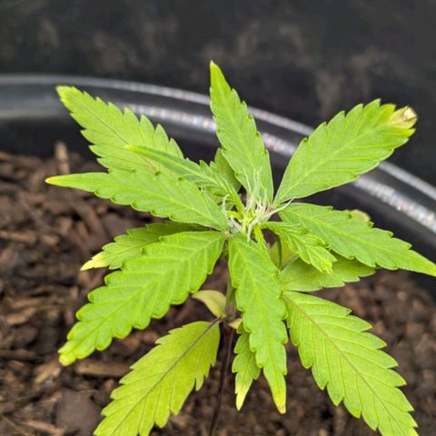 Hildegard  growlog timeline photo