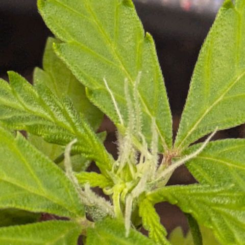 Hildegard  growlog timeline photo