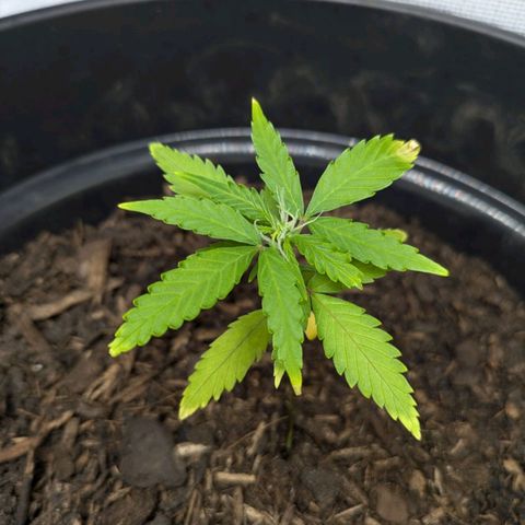 Hildegard  growlog timeline photo