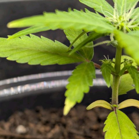 Hildegard  growlog timeline photo