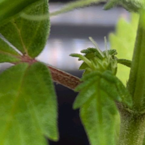 Hildegard  growlog timeline photo