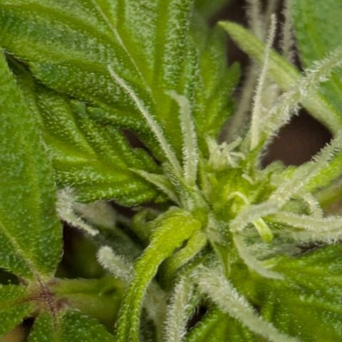 Hildegard  growlog timeline photo