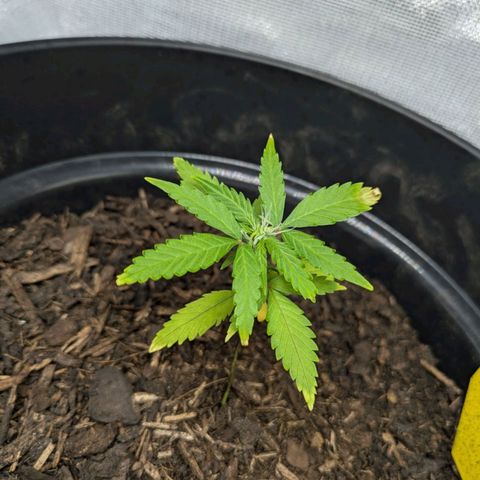 Hildegard  growlog timeline photo
