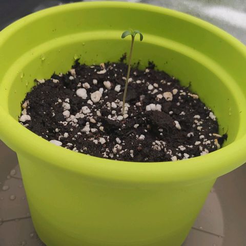 Lemon One growlog timeline photo