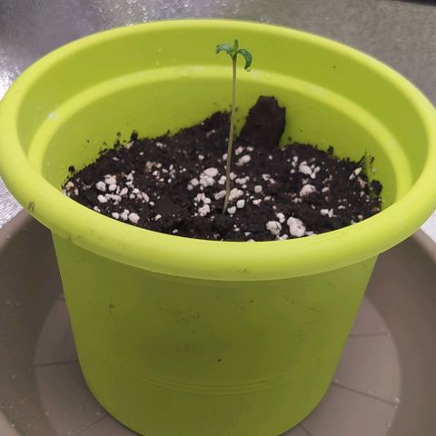 Lemon Two growlog timeline photo