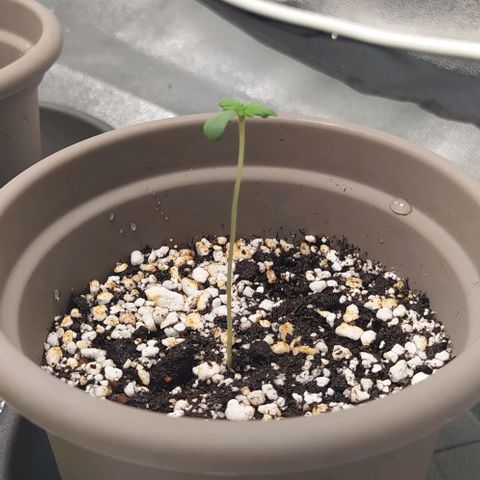 Zkittlez Two growlog timeline photo