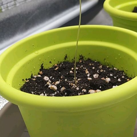 Lemon One growlog timeline photo