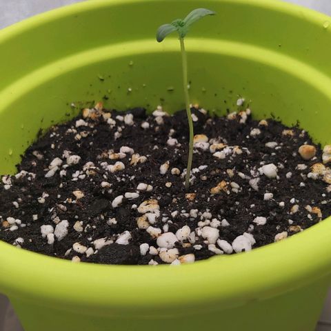 Lemon Three growlog timeline photo
