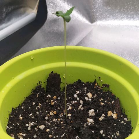 Lemon Two growlog timeline photo