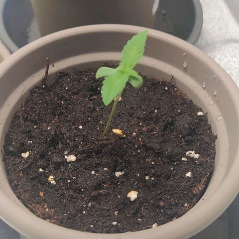 Zkittlez Two growlog timeline photo