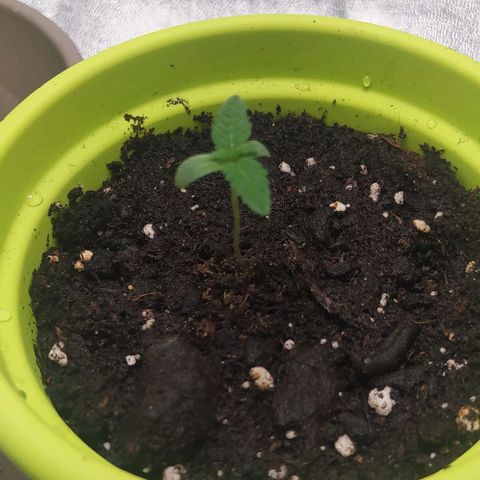 Lemon Three growlog timeline photo