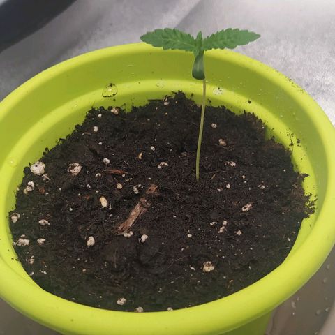Lemon Two growlog timeline photo