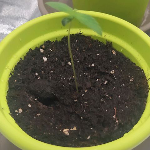 Lemon One growlog timeline photo