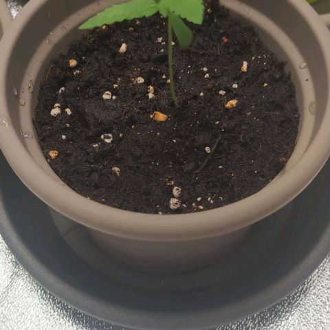 Zkittlez Two growlog timeline photo