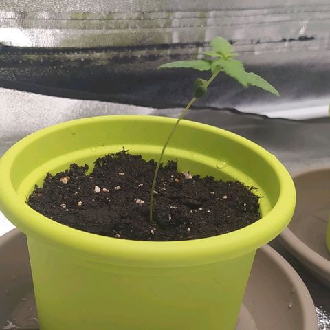 Lemon One growlog timeline photo