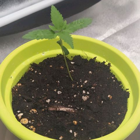 Lemon Two growlog timeline photo