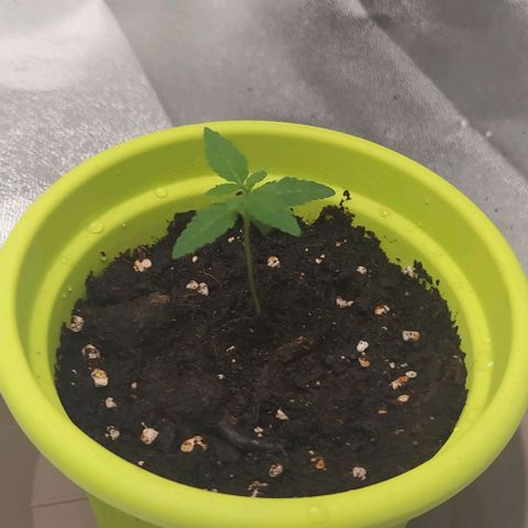 Lemon Three growlog timeline photo