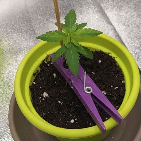 Lemon One growlog timeline photo