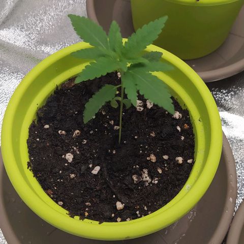Lemon Two growlog timeline photo