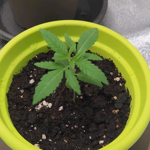 Lemon Three growlog timeline photo