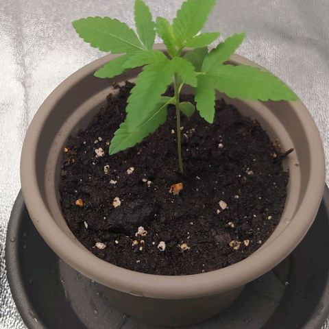 Zkittlez Two growlog timeline photo