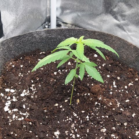 Lemon One growlog photo: Nuovo vaso 15L